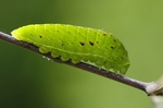 Larva, Hustopečsko, 2010. Foto M. Petrová